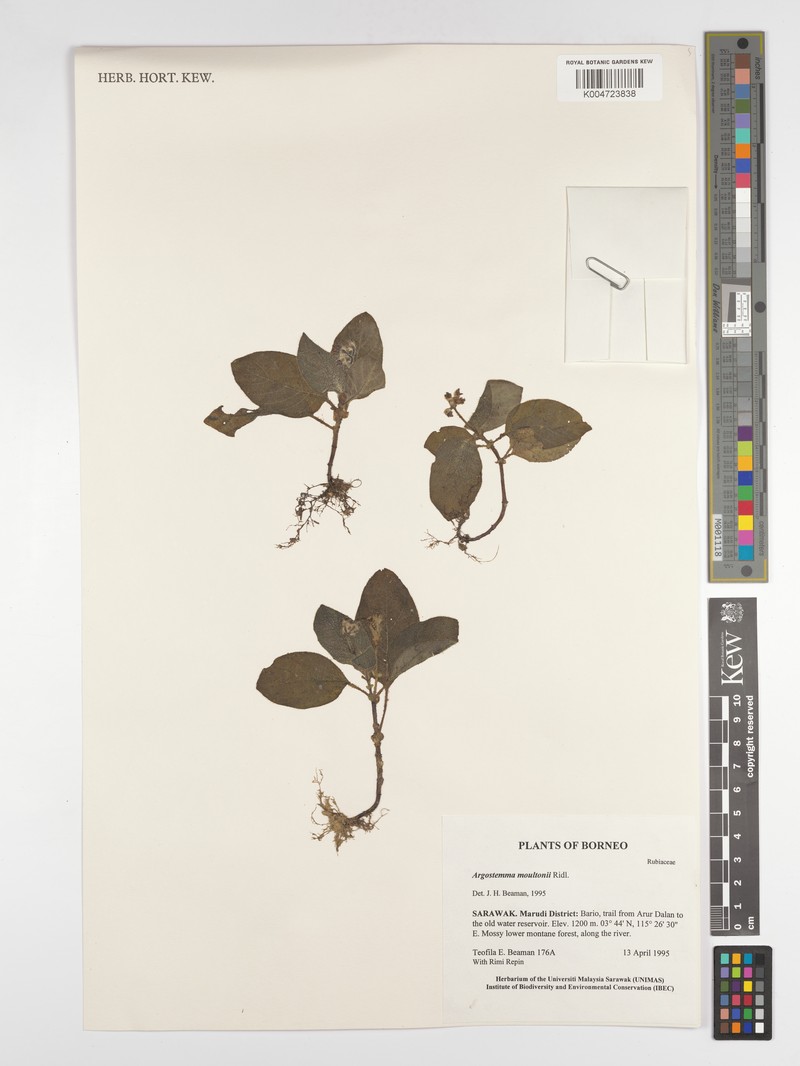Argostemma moultonii photo 7