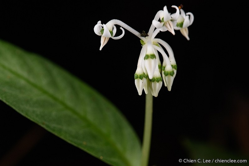 Argostemma moultonii
