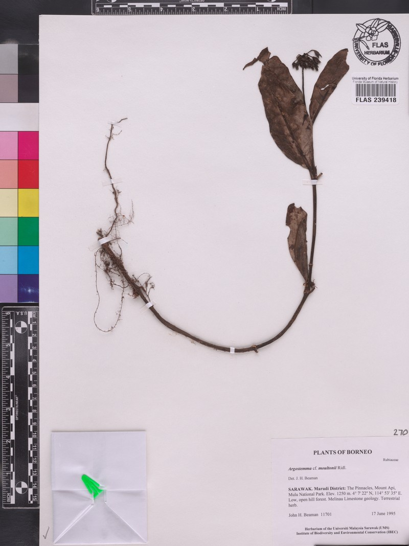 Argostemma moultonii photo 2