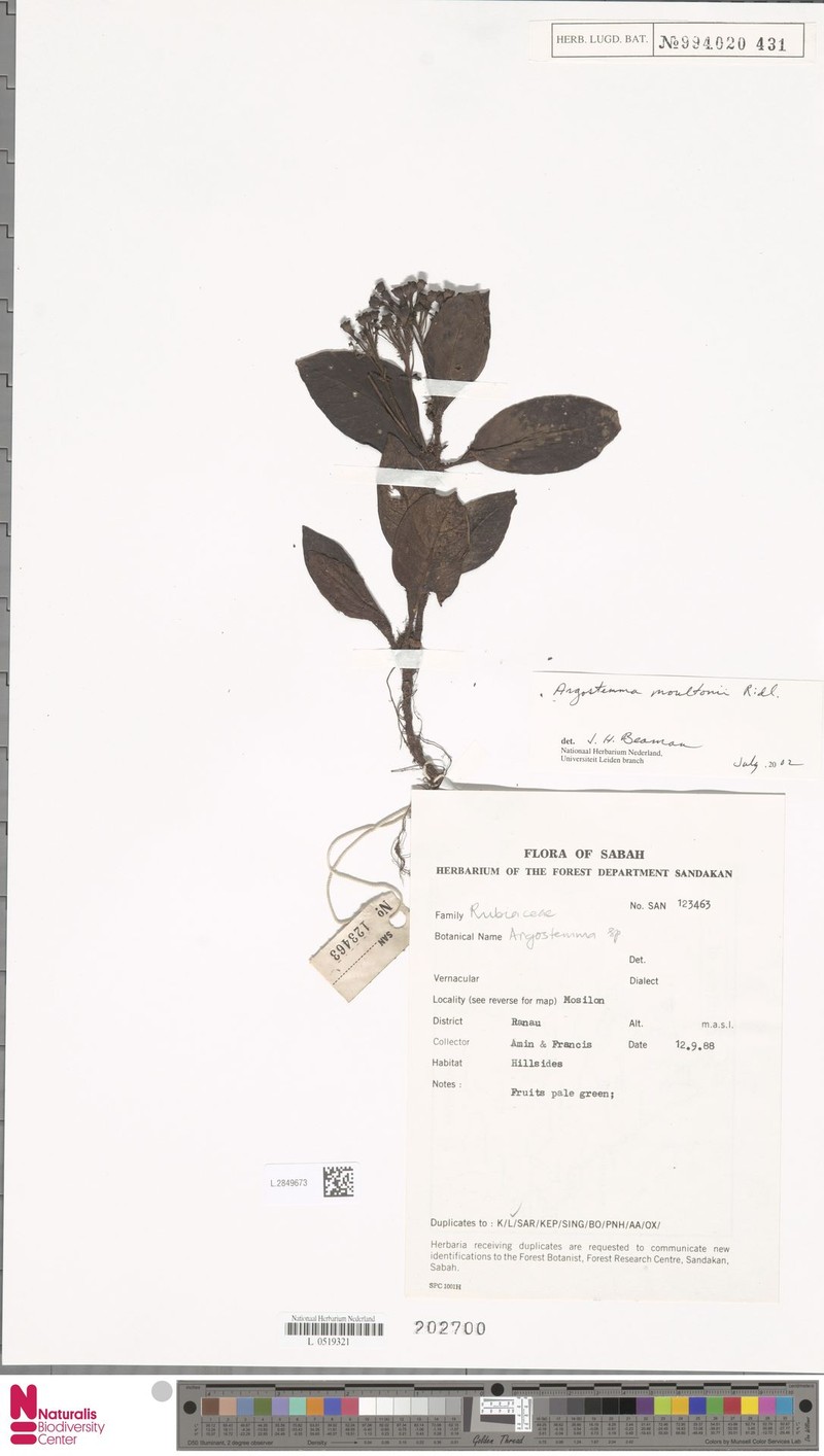 Argostemma moultonii photo 3