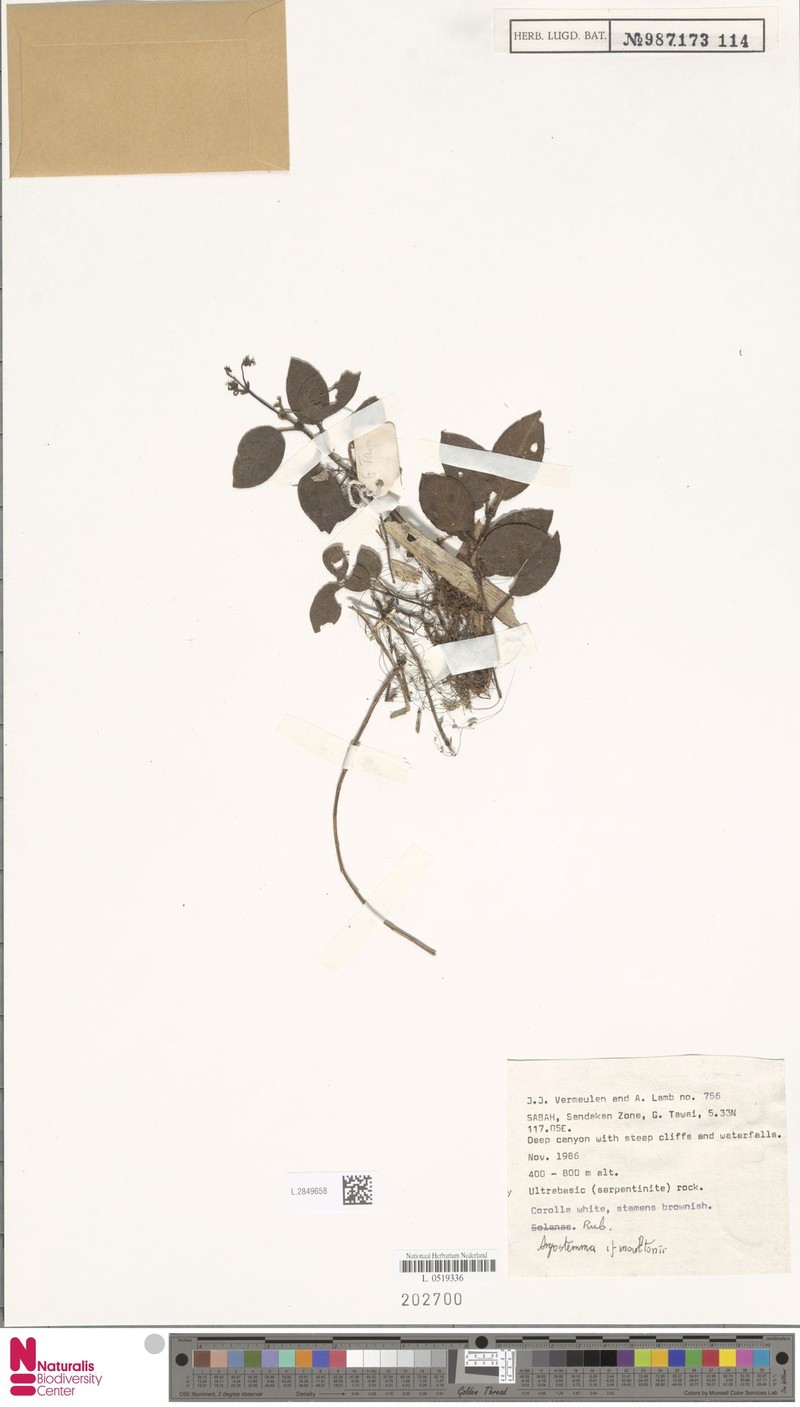 Argostemma moultonii photo 4