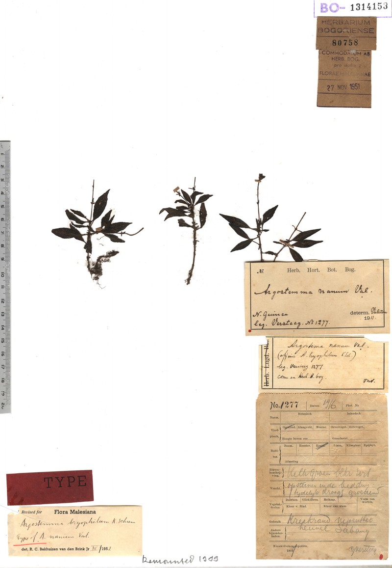 Argostemma nanum