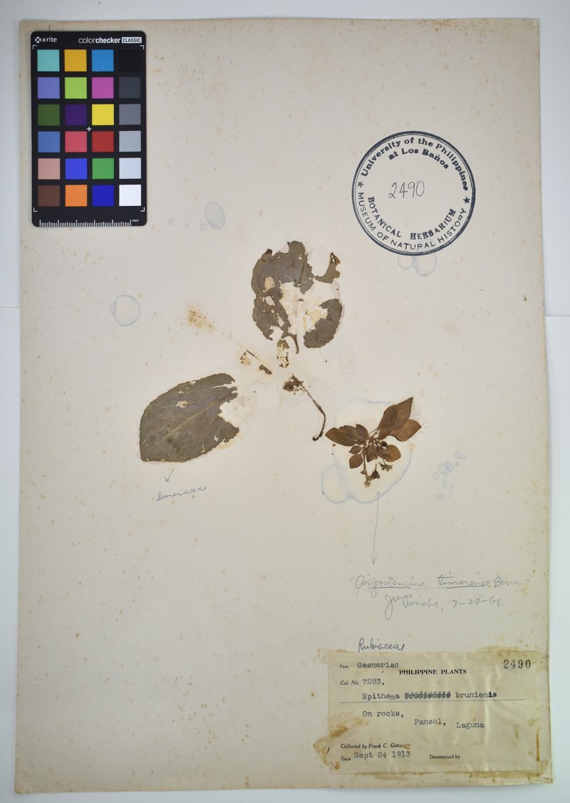 Argostemma neesianum