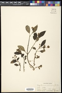 Argostemma neesianum