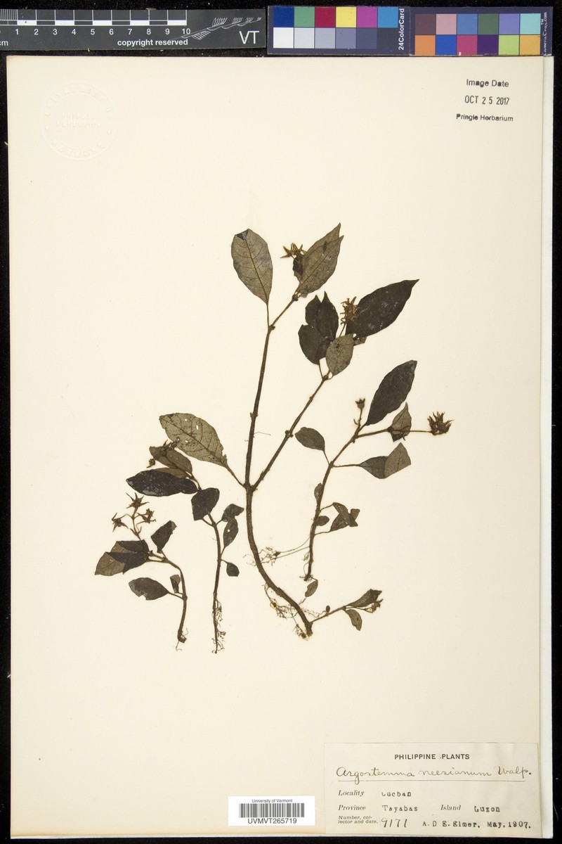 Argostemma neesianum