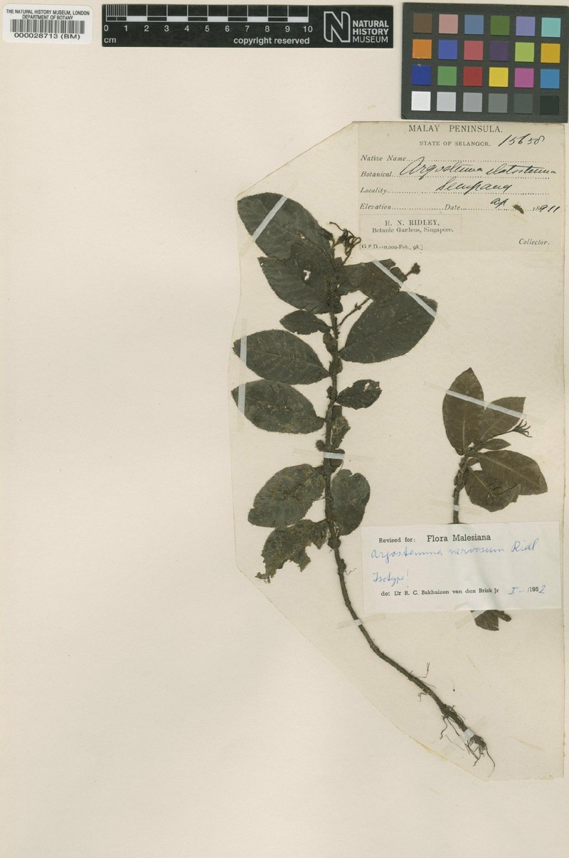 Argostemma nervosum photo 2