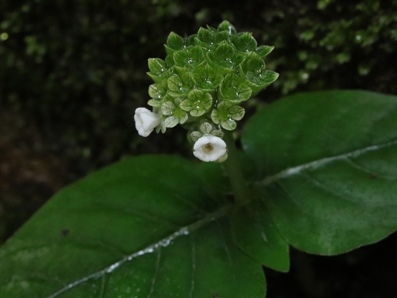 Argostemma neurocalyx