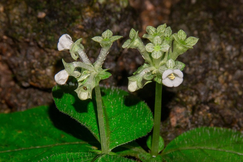Argostemma neurocalyx photo 2