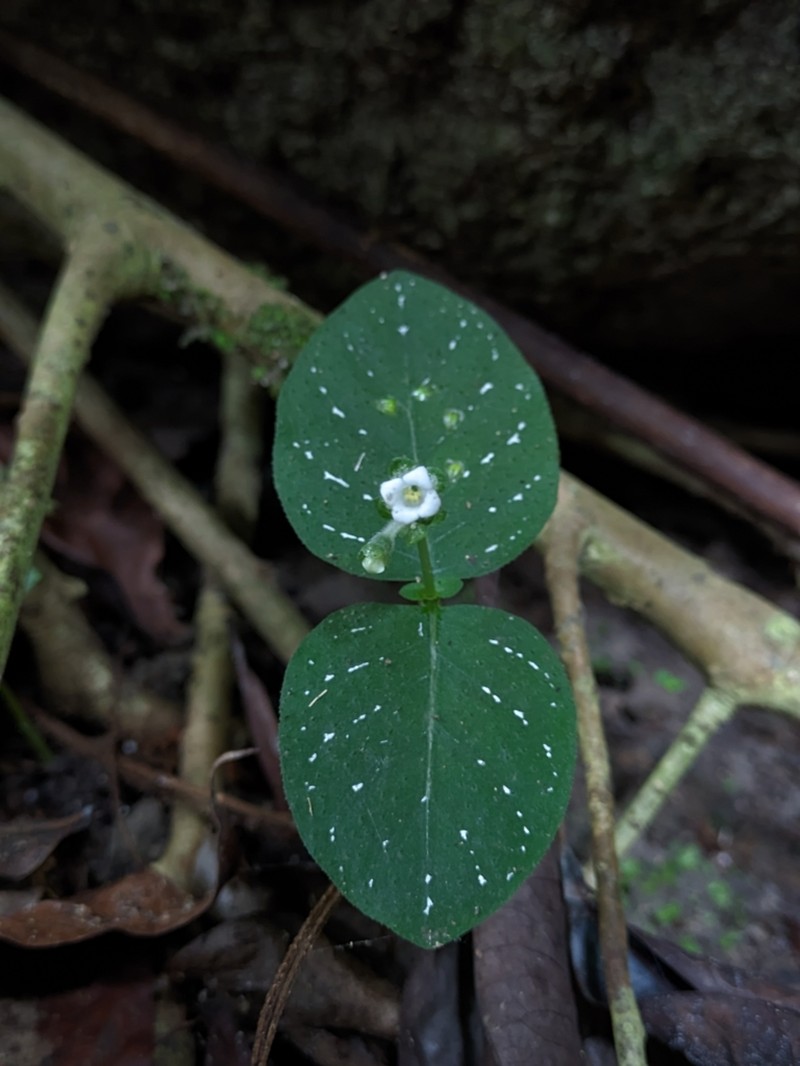 Argostemma neurocalyx photo 3
