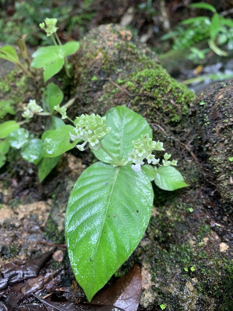 Argostemma neurocalyx photo 4