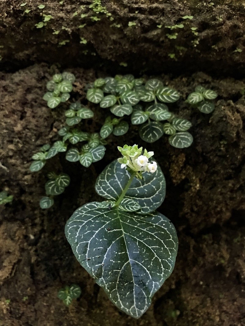 Argostemma neurocalyx photo 5