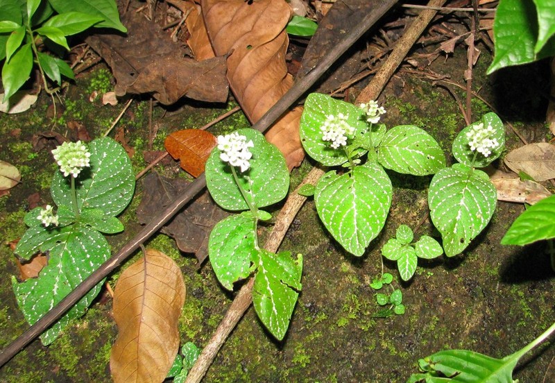 Argostemma neurocalyx photo 6
