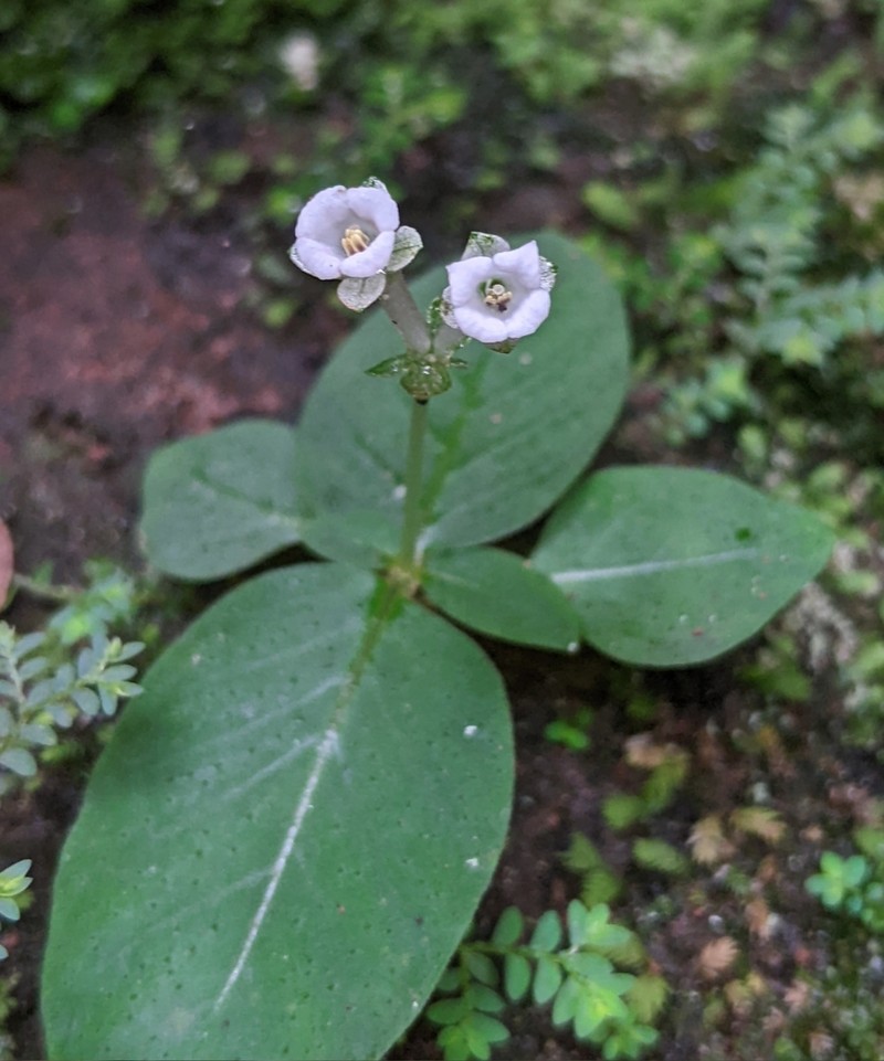 Argostemma neurocalyx photo 7