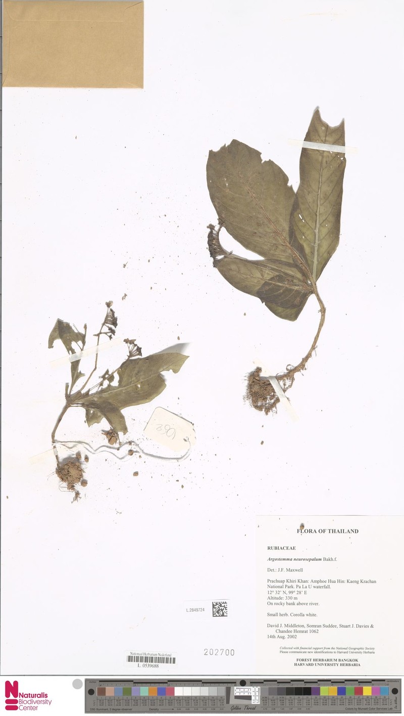 Argostemma neurosepalum