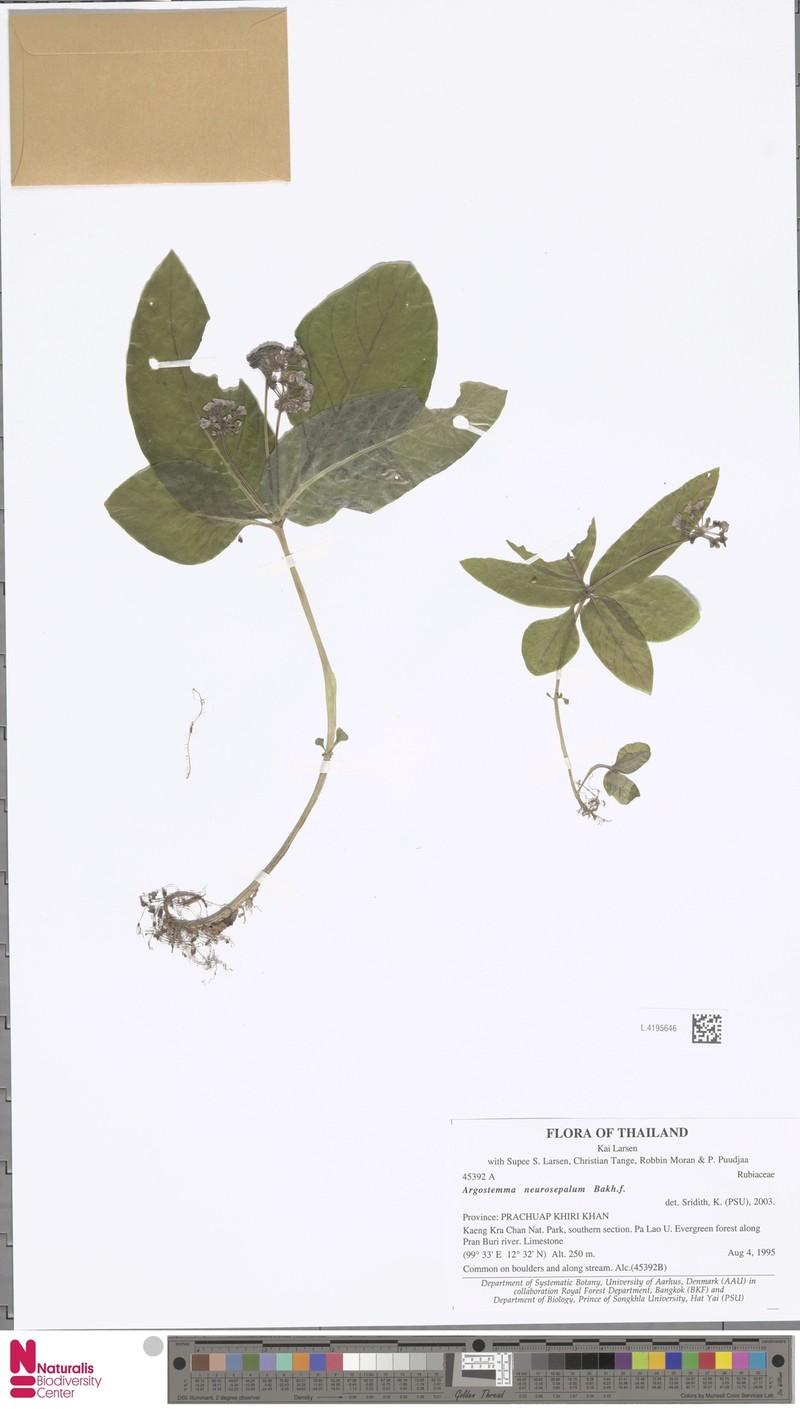 Argostemma neurosepalum photo 2