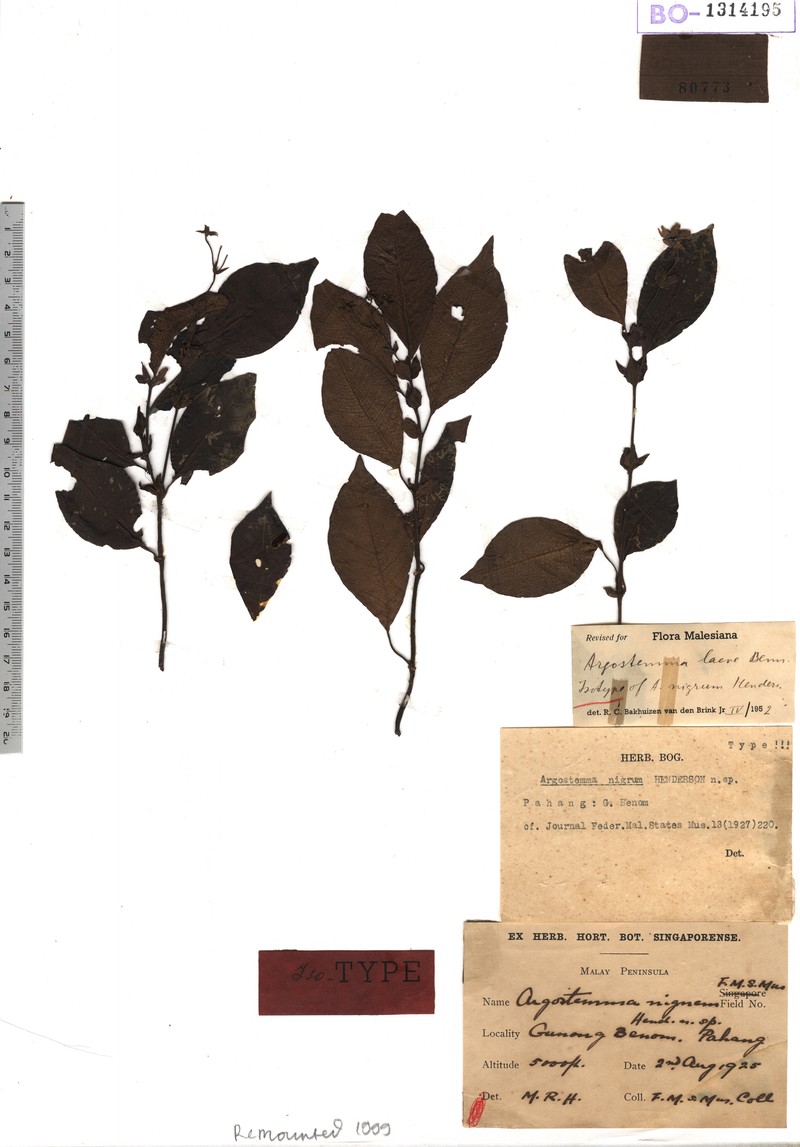 Argostemma nigrum