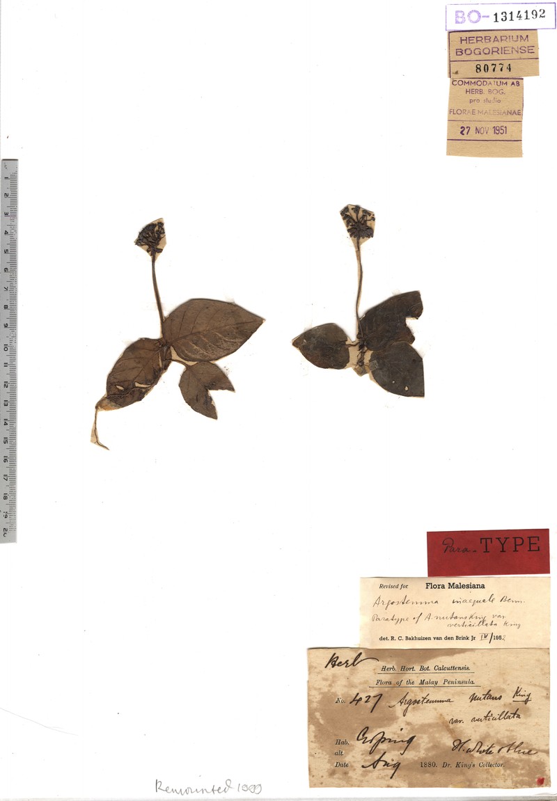 Argostemma nutans