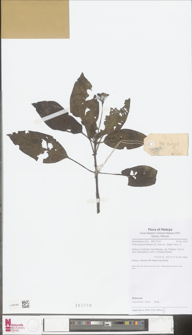 Argostemma nutans photo 2