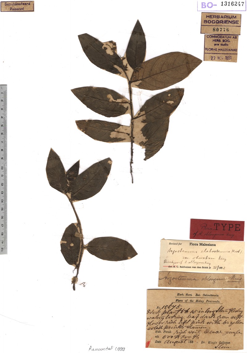Argostemma oblongum