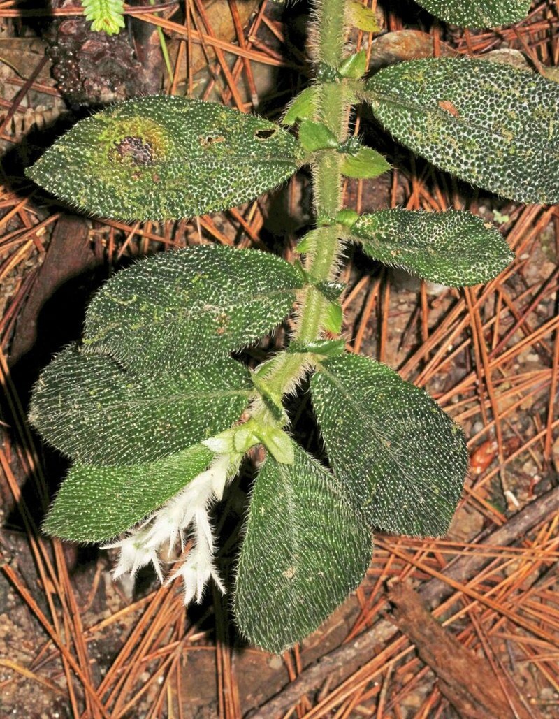 Argostemma parvifolium