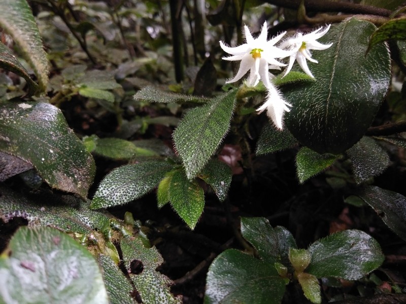Argostemma parvifolium photo 2