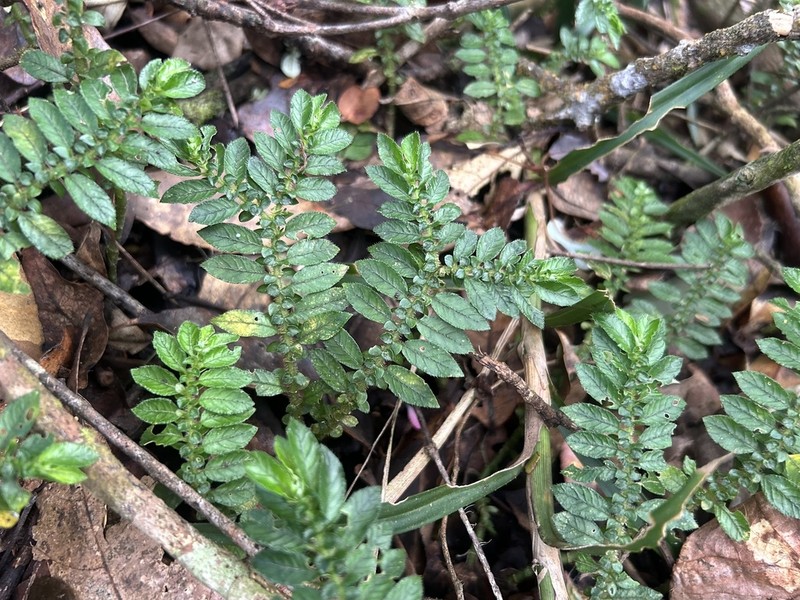 Argostemma parvifolium photo 3