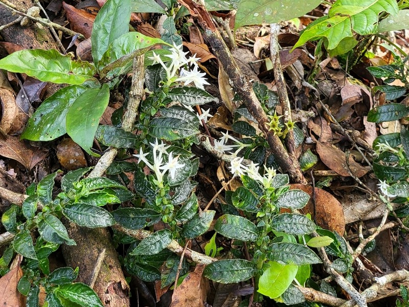 Argostemma parvifolium photo 4
