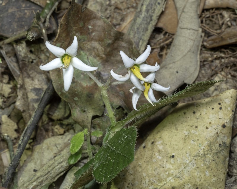 Argostemma parvifolium photo 5