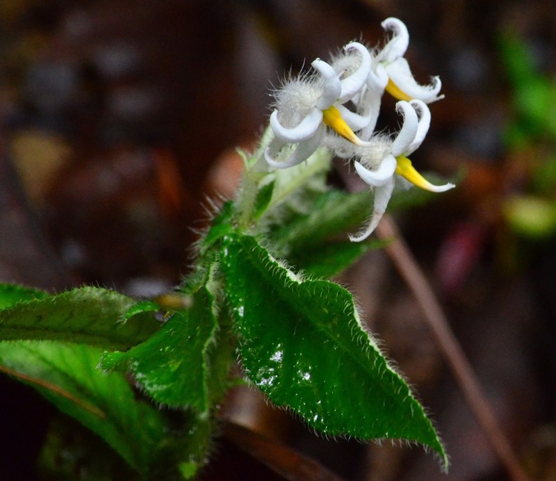Argostemma parvifolium photo 6