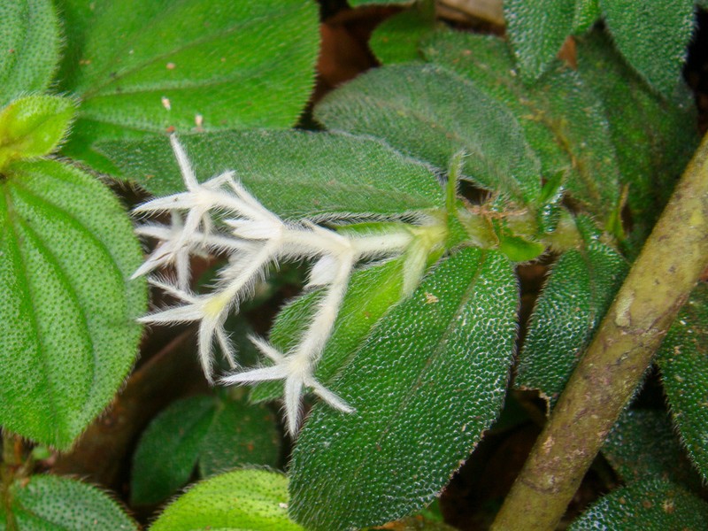 Argostemma parvifolium photo 7