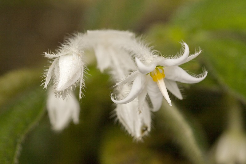 Argostemma parvifolium photo 8