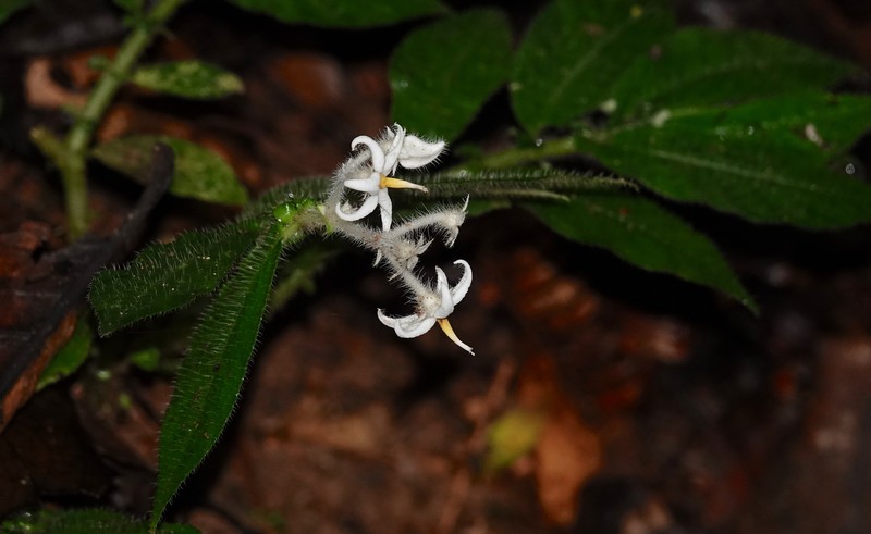Argostemma parvifolium var. involucratum