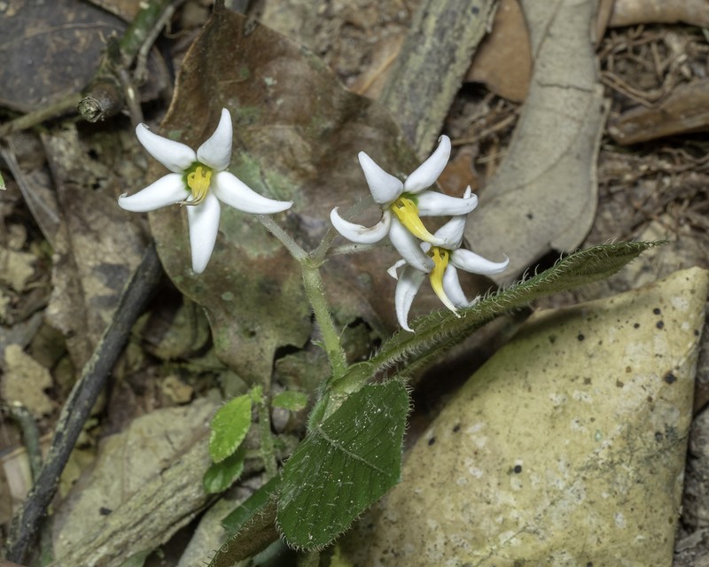 Argostemma parvifolium var. involucratum photo 2