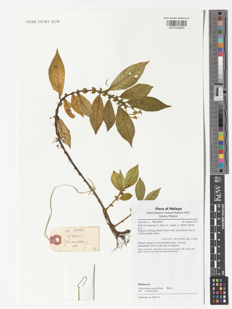 Argostemma parvifolium var. involucratum photo 4