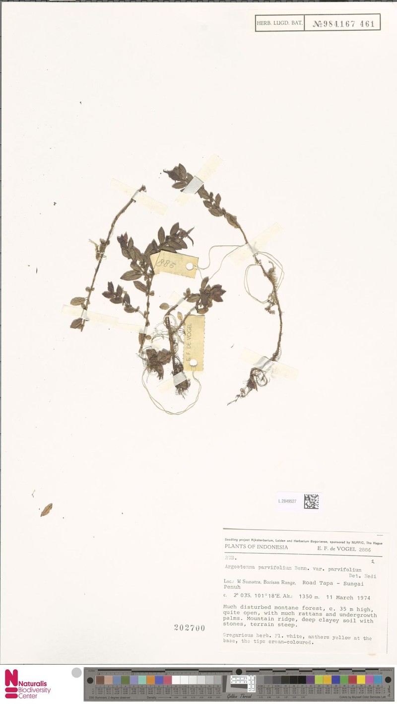 Argostemma parvifolium var. parvifolium
