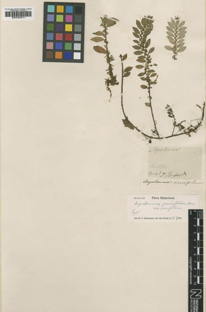 Argostemma parvifolium var. parvifolium photo 2