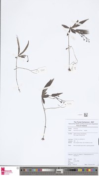 Argostemma parvum