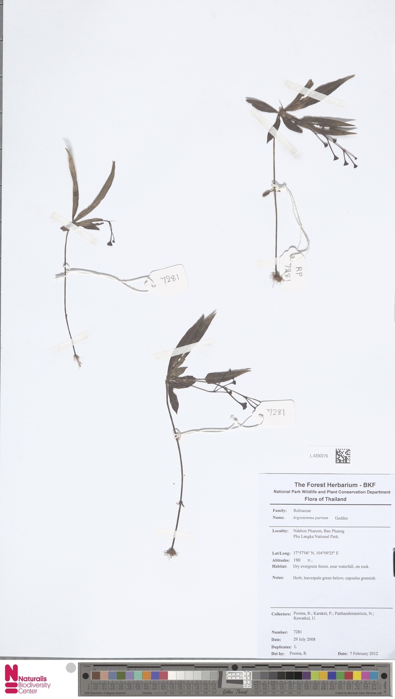 Argostemma parvum