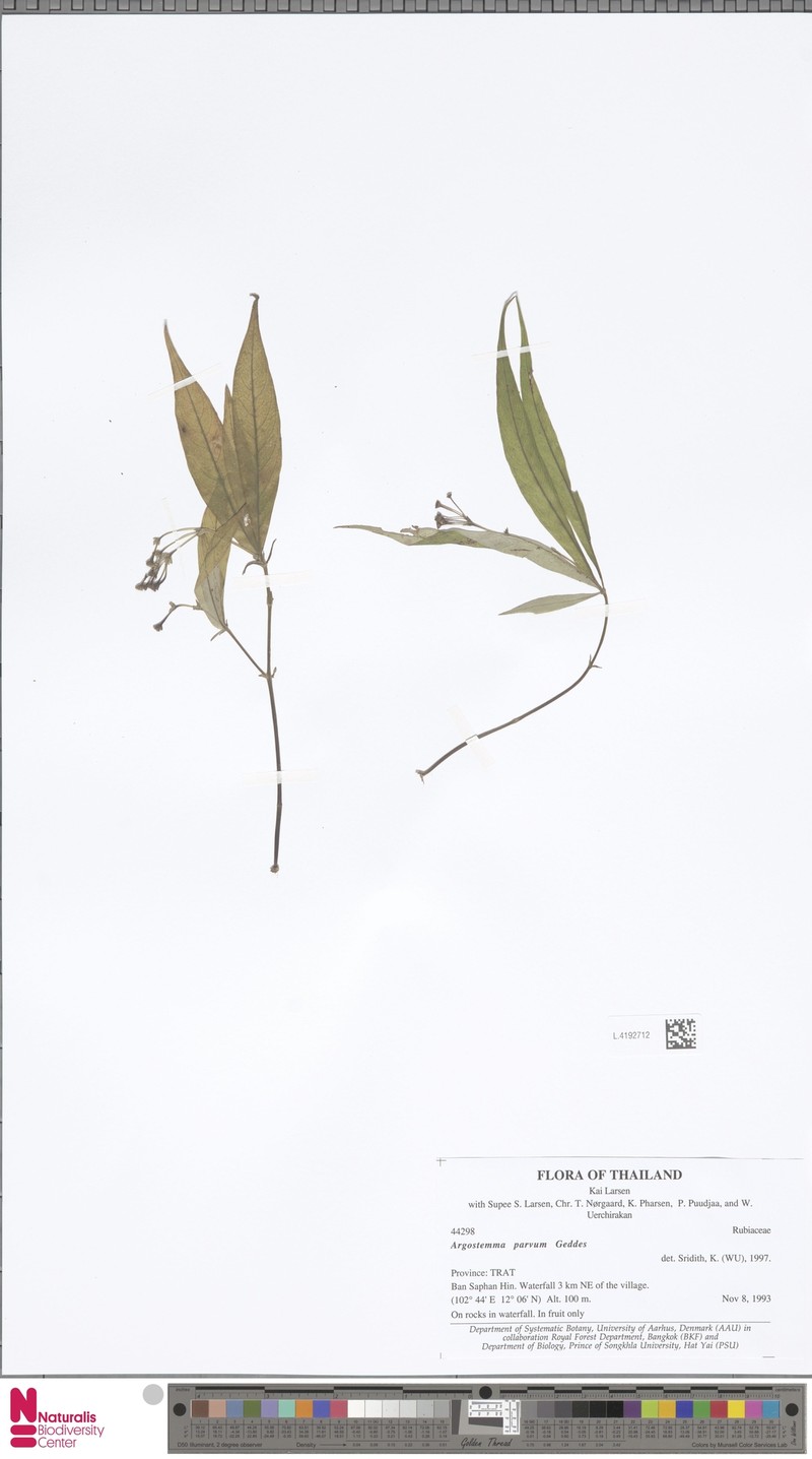 Argostemma parvum photo 2