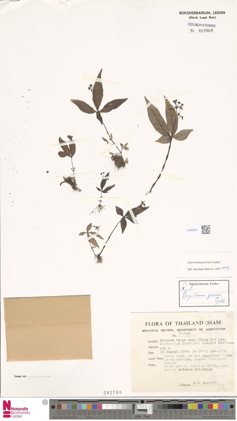 Argostemma parvum photo 3