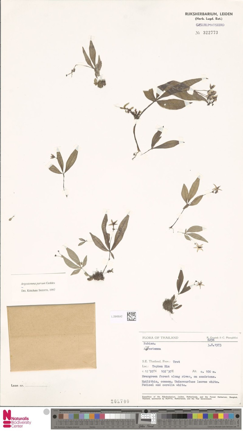Argostemma parvum photo 4