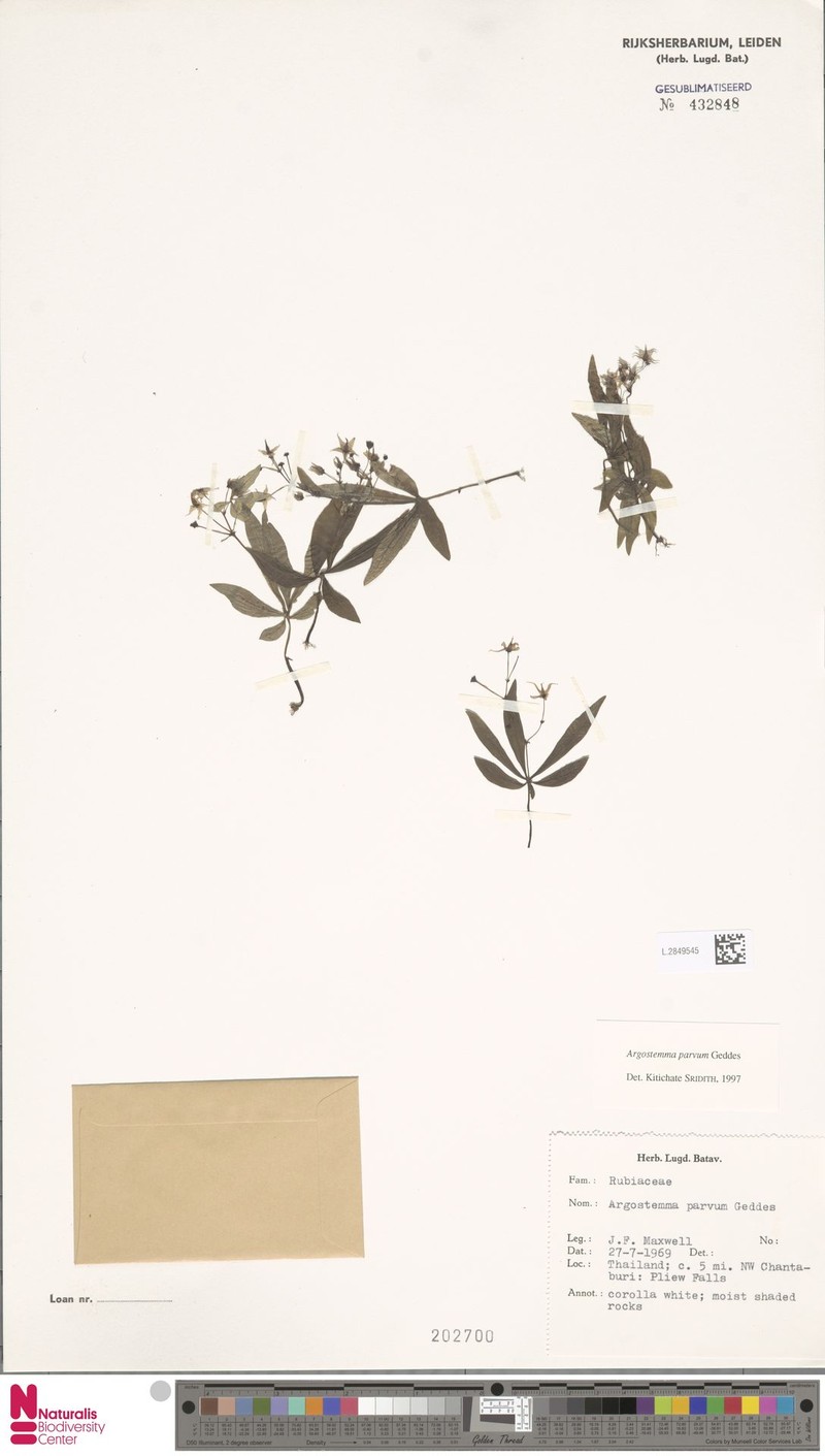 Argostemma parvum photo 5