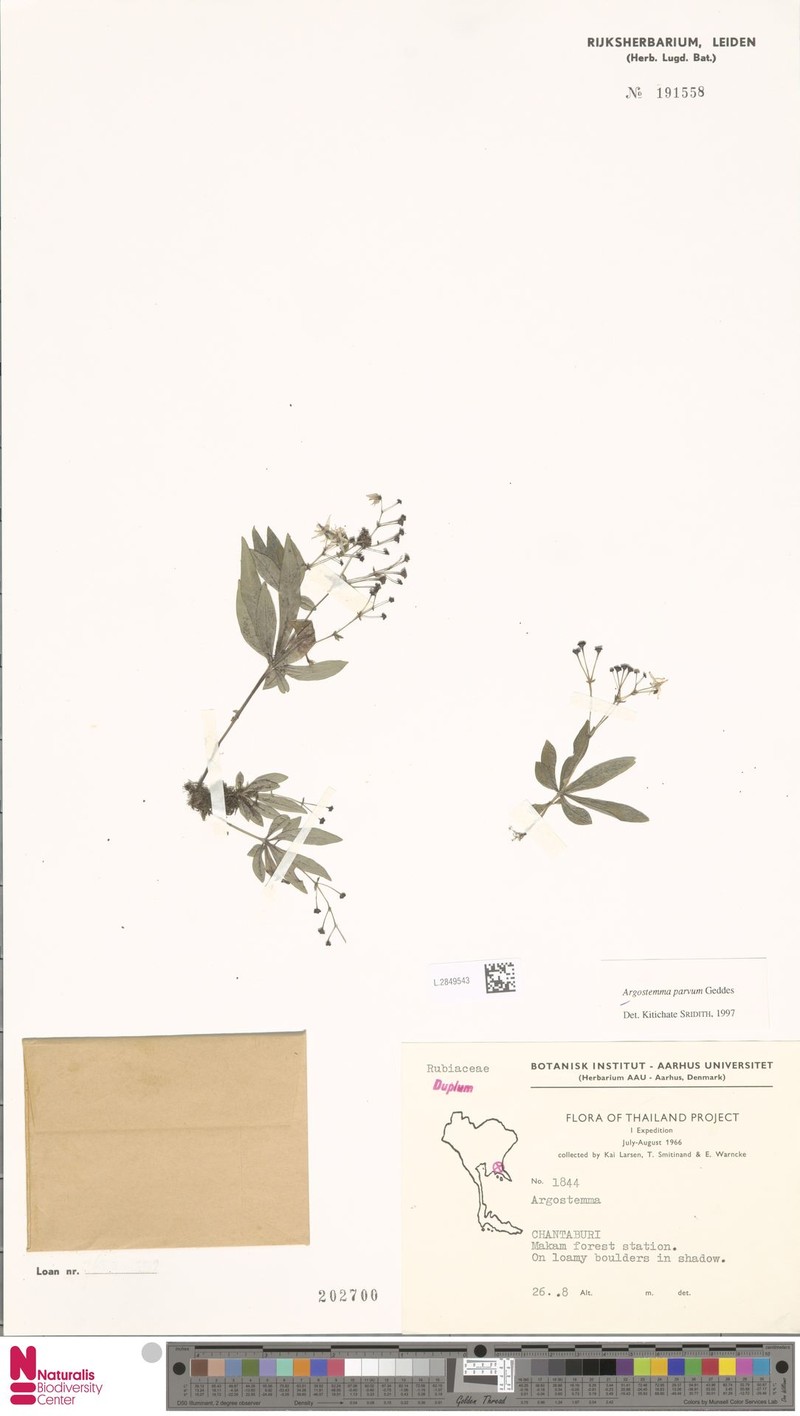 Argostemma parvum photo 6