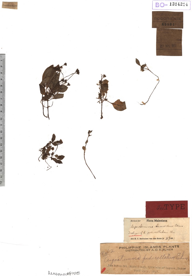 Argostemma pedicellatum