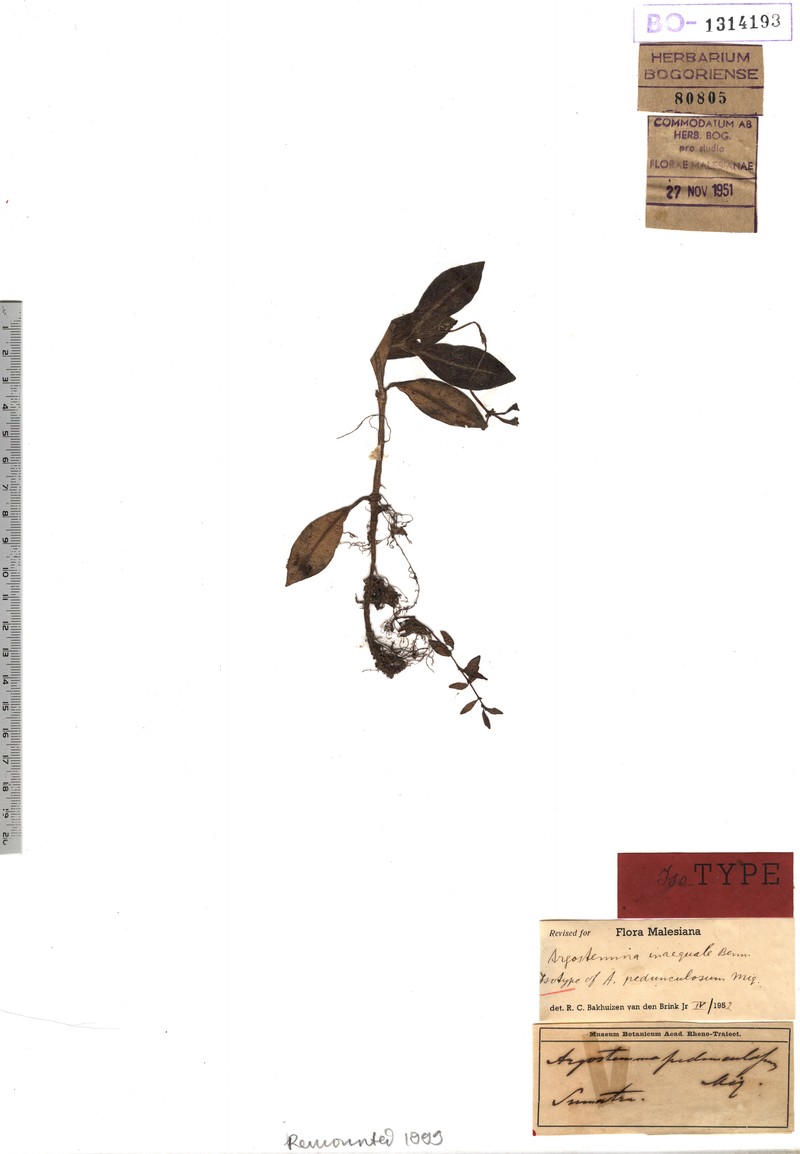 Argostemma pedunculosum