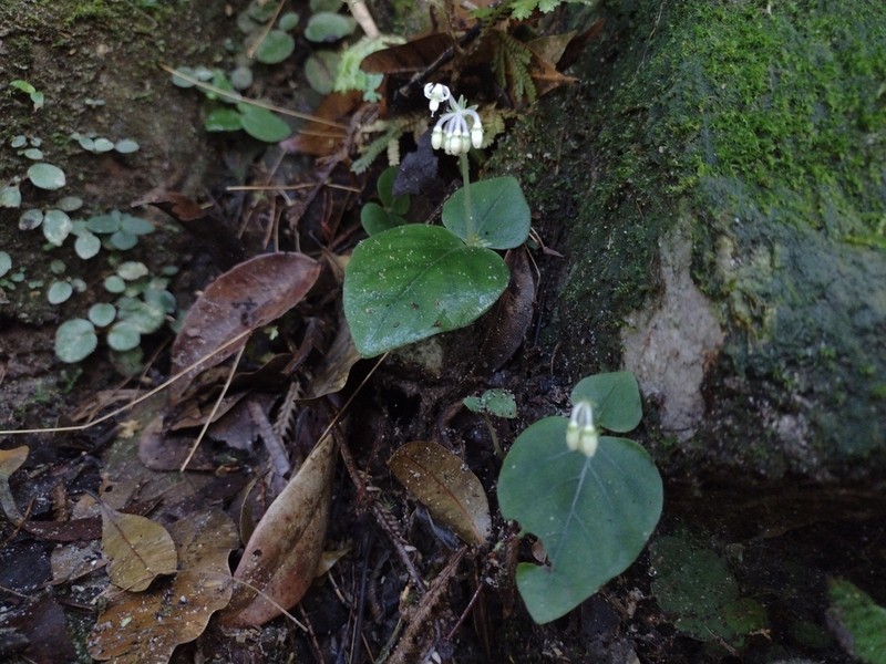 Argostemma pictum