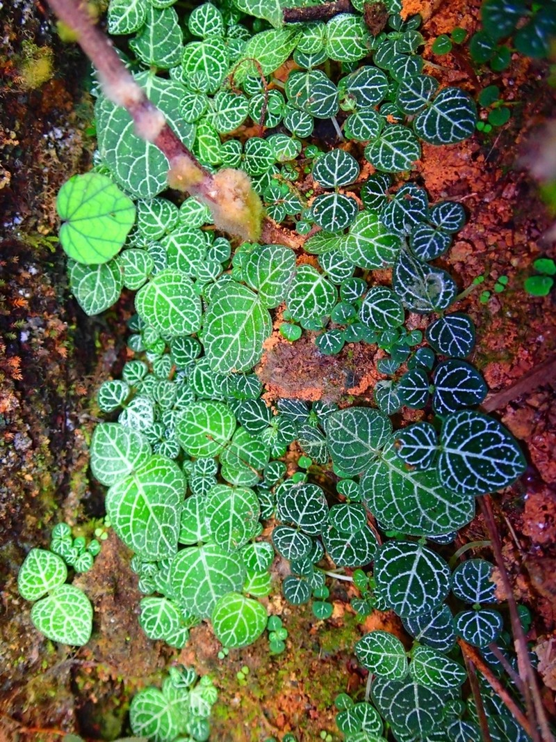 Argostemma pictum photo 2