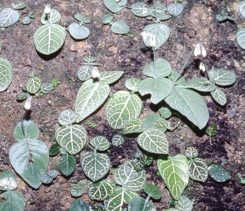 Argostemma pictum photo 3