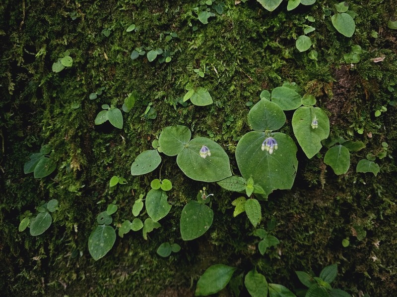 Argostemma pictum photo 4