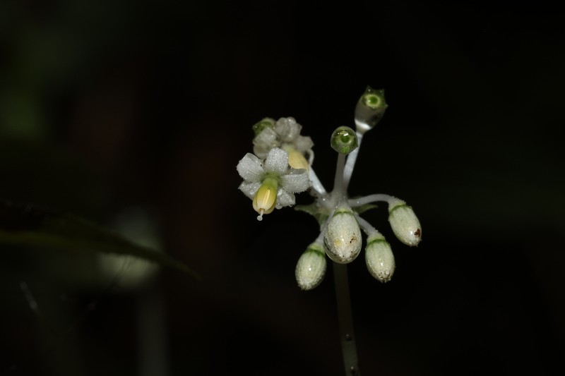 Argostemma pictum photo 5